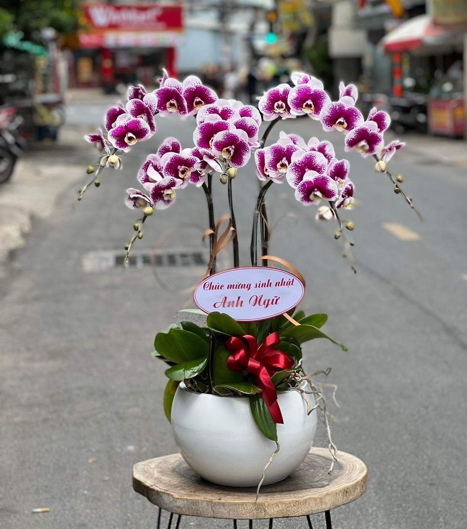 Gia chủ phát tài 04